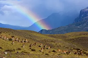 Guanacos: Guanaco - big herd grazing on grassy slopes under