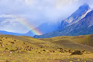 Guanicoe: Guanaco - big herd grazing on grassy slopes under