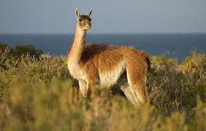Guanicoe: GUANACO - on the coast of Patagonia