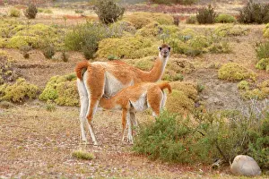 Pampa: Guanaco - female nursing young in pampa