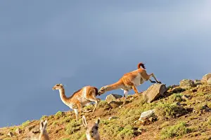 Guanacos: Guanaco fighting