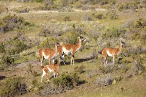 Guanicoe: Guanaco - group