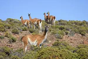 Guanicoe: Guanaco - group