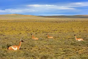 Pampa: Guanaco - a group of adults resting in the windswept