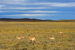 Pampa: Guanaco - a group of adults resting in the windswept