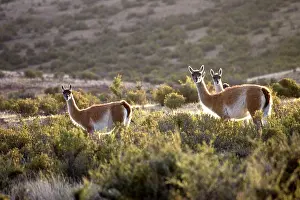 Guanicoe: Guanaco - group, backlit