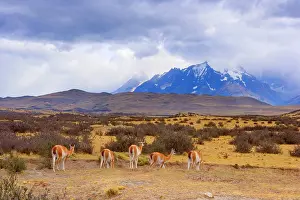 Guanicoe: Guanaco - group of grazing guanacos in front of