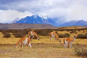 Guanicoe: Guanaco - group of grazing guanacos in front of