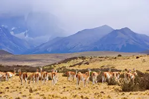 Guanicoe: Guanaco - group of grazing guanacos in front of