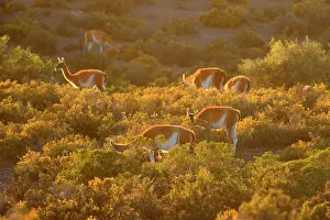 Pampa: Guanaco - group of guanacos standing in the pampa