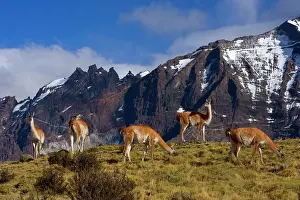 Guanacos: Guanaco - herd of adults grazing on grassy slopes