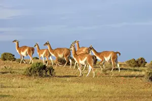 Guanicoe: GUANACO - herd on the coast of Patagonia