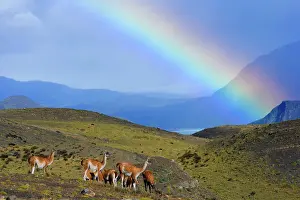 Guanacos: Guanaco - herd grazing on grassy slopes under a