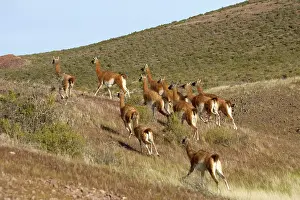 Guanicoe: Guanaco - herd running