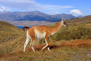 Guanicoe: Guanaco - impressive male walking through andean