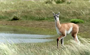 Guanicoe: Guanaco juvenile walking on grass