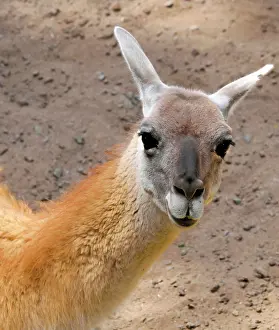 Llama: Guanaco (Lama guanicoe), animal portrait, captive