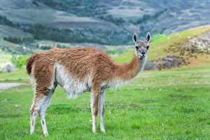 Guanicoe: Guanaco (Lama guanicoe), Patagonia National Park