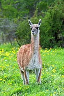 Guanicoe: Guanaco (Lama guanicoe), Patagonia National Park