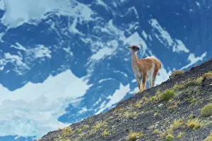Llama: Guanaco (Lama guanicoe) on a ridge, Torres del Paine