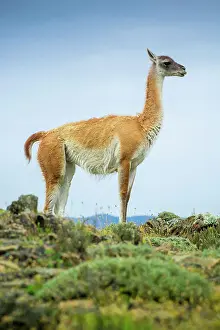 Magallanes: Guanaco (Llama guanicoe), also, is on lookout
