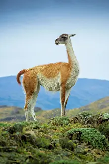 Magallanes: Guanaco (Llama guanicoe), also, is on lookout
