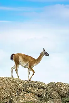 Magallanes: Guanaco (Llama guanicoe), also, runs on rocks