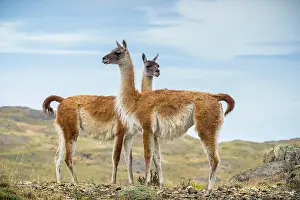 Located: Two Guanaco (Llama guanicoe) are located in the