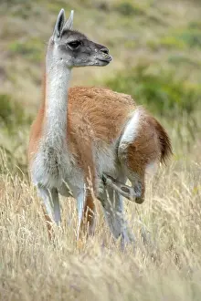 Magallanes: Guanaco (Llama guanicoe), scratches with one leg