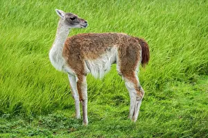 Magallanes: Guanaco (Llama guanicoe), stands on green grass