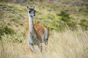 Magallanes: Guanaco (Llama guanicoe), stands in high grass