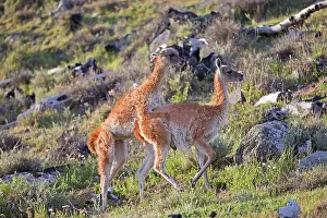 Guanacos: Guanaco mating