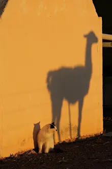 Guanicoe: Guanaco silhouette and Cat