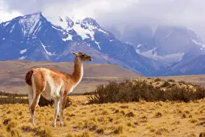Guanicoe: Guanaco - a single adult standing in front of the