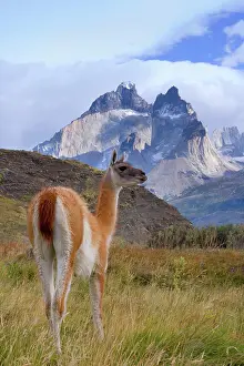 Guanicoe: Guanaco - single adult standing in front of Cuernos