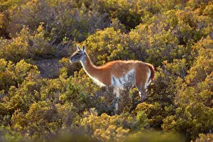 Pampa: Guanaco - single adult standing in the pampa feeding