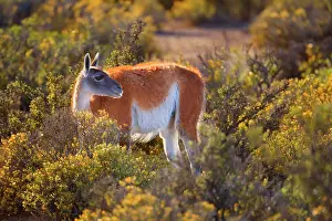 Pampa: Guanaco - single adult standing in the pampa feeding