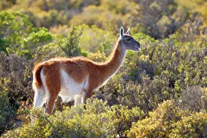 Pampa: Guanaco - single adult standing in the pampa feeding