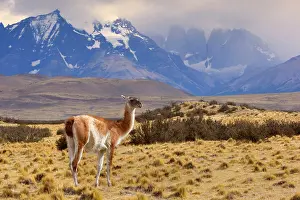 Guanacos: Guanaco - single adult standing in front of Torres