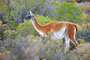 Pampa: Guanaco - single adult walking through coastal pampa