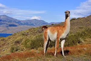 Guanacos: Guanaco - single big adult bull standing on grassy