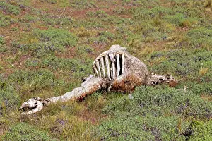 Guanacos: Guanaco skeleton