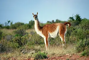 Pampa: GUANACO - Standing, side on