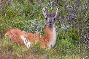 Guanacos: Guanaco young