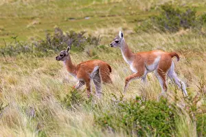 Guanacos: Guanaco young