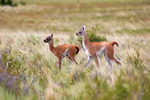 Guanacos: Guanaco young
