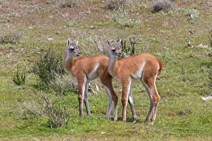 Guanacos: Guanaco young