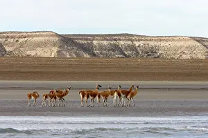 Guanicoe: Guanacos on a beach - Photographed from a boat