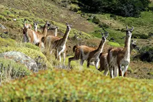 Guanicoe: Guanacos on grass