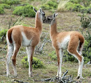 Guanicoe: Guanacos juveniles grooming